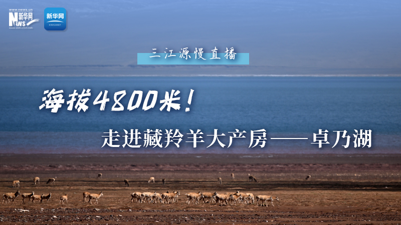 大美中國(guó)｜海拔4800米！走進(jìn)藏羚羊大產(chǎn)房——卓乃湖