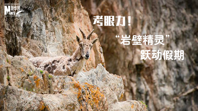 三江源慢直播丨考眼力！&ldquo;巖壁精靈&rdquo;躍動(dòng)假期