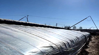 新鮮！青藏高原長(zhǎng)出&ldquo;熱帶水果&rdquo;