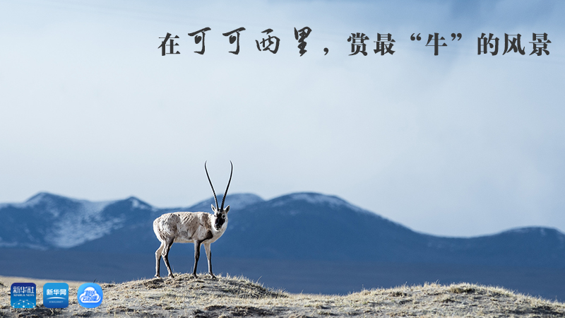 三江源慢直播丨在可可西里，賞最&ldquo;牛&rdquo;的美景