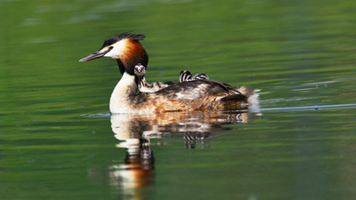 超有愛！看西寧北川河濕地公園鳳頭??花樣&ldquo;遛娃&rdquo;