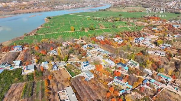 青?；。喝f畝冬小麥染綠黃河畔