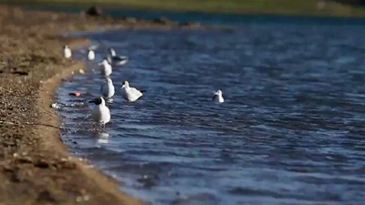 世界野生動植物日，帶您到青藏高原領(lǐng)略&ldquo;野生動物家園&rdquo;