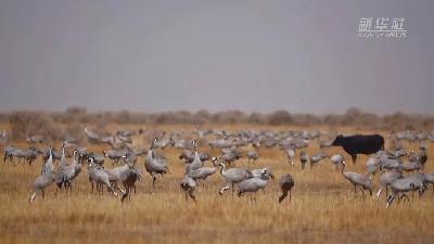壯觀！遷徙灰鶴&ldquo;備降&rdquo;青海都蘭