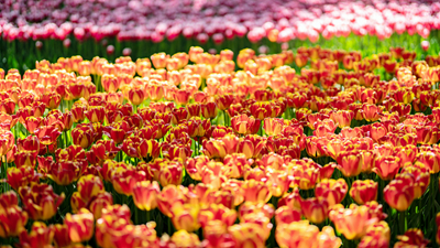 顏值爆表！青海西寧開啟&ldquo;花城&rdquo;模式